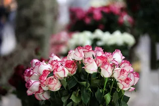 ارالات