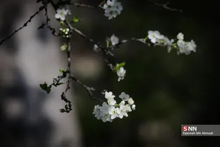 بهار شکوفه ها 
