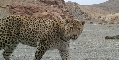 خودنمایی پلنگ ایرانی در میانجنگل فسا