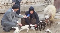 دام‌های چندقلوزای افشاری در پارک علم و فناوری زنجان تولید شد