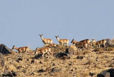 آغاز سرشماری سه‌روزه حیات‌وحش در پنج شهرستان گرمسیری کهگیلویه و بویراحمد