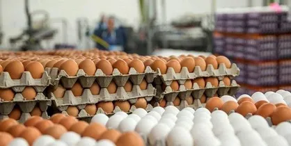 استاندار خراسان رضوی به تولیدکنندگان و عرضه&zwnj;کنندگان مرغ هشدار داد