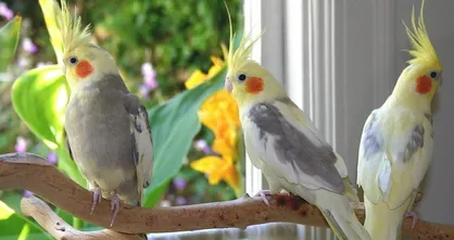 ثبت ۵ گونه پرنده جدید در استان مرکزی