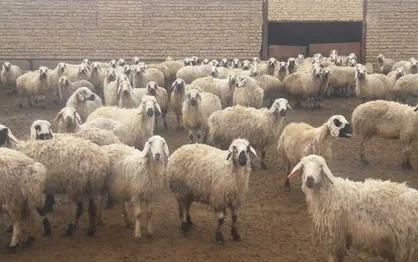 مازاد دام، تولید گوشت در سال آینده را با مشکل روبرو می&zwnj;کند