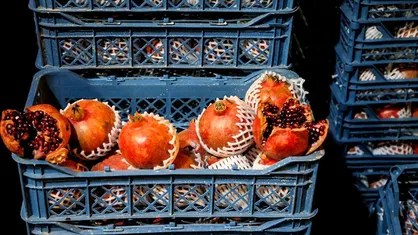 تامین میوه&zwnj;های شب یلدا درمیادین میوه و تره بار