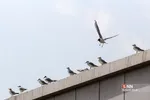 پرندگان مهاجر