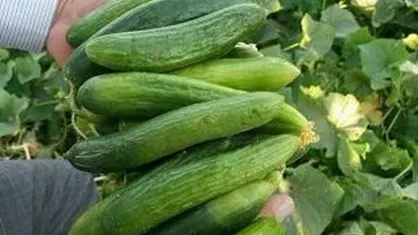 آغاز برداشت خیار بهاره از ۳۰ هکتار زمین کشاورزی در باشت