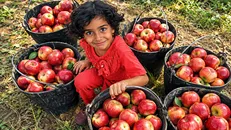 برداشت ۲۵ هزارتنی سیب در اردبیل