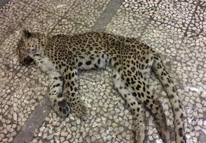 لاشه پلنگ در منطقه حفاظت&zwnj;شده البرز مرکزی پیدا شد