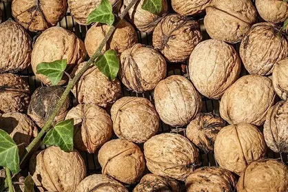 آذربایجان شرقی رتبه دوم تولید گردو در کشور