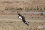 رهاسازی ۹ قطعه پرنده شکاری و آبزی در تالاب بهشت معصومه