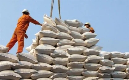 واردات برنج تا پایان فصل برداشت ممنوع است