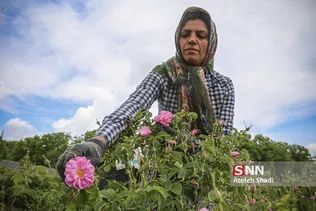 گل محمدی