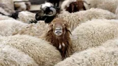 دستگیری سارقان مسلح دامداری‌های اطراف پایتخت