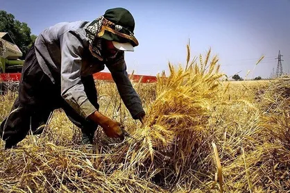 ۱ روز تا پایان آخرین وعده وزارت جهاد / آیا کشاورزان تا فردا پیامک &laquo;واریز مرحله آخر پول گندم&raquo; را دریافت می&zwnj;کنند؟