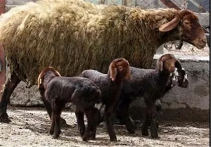 وارداتچی&zwnj;ها سنگ&zwnj;اندازی نکنند/ خودکفایی در گوشت با طرح چندقلوزایی گوسفند افشاری
