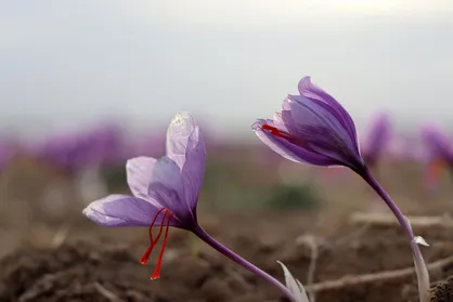 برداشت طلای سرخ در نی&zwnj;ریز آغاز شد