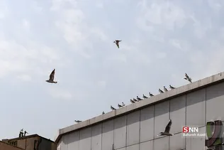 پرندگان مهاجر
