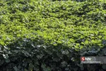 باغ گیاه شناسی