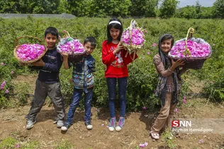 گل محمدی