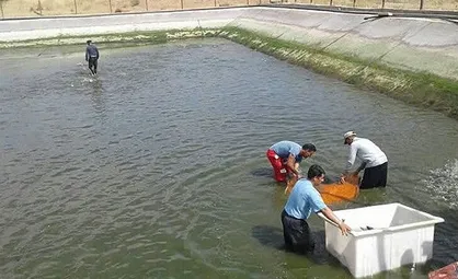 برداشت ماهی قزل آلا از مزرعه دانشگاه آزاد اقلید آغاز شد