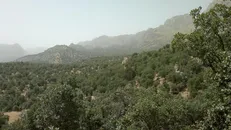 معاون سازمان حفاظت محیط‌زیست: برنامه‌ریزی برای زاگرس باید بلندمدت و مبتنی بر سالم‌سازی زیستگاه باشد
