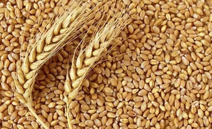 خطر بروز بحران جدی مواد غذایی احساس می&zwnj;شود