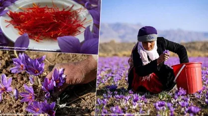 اولین گام طلایی دولت برای حمایت از بزرگترین قرارداد تجاری زعفران جهان
