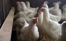 درخواست کویت برای واردات مرغ ایرانی