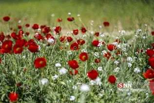 شقایق وحشی