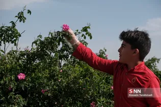 nwe