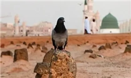 چه کسانی اجازه ورود به بقیع را دارند؟