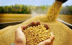آمادگی تعاون روستایی گلستان برای خرید تضمینی ۱۰ هزار تُن سویا