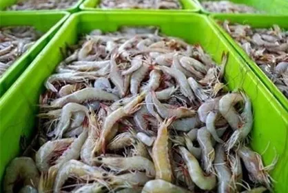 ۴۳۰۰ تُن میگو در گلستان تولید شد