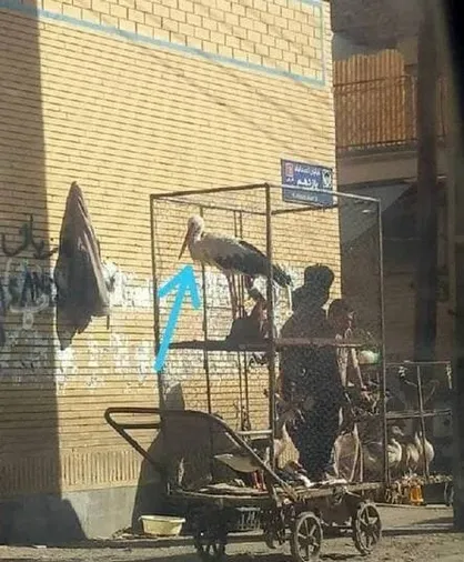 شناسایی عامل فروش پرنده مهاجر کمیاب در آبادان