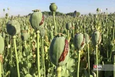 جلوگیری از کشت غیرقانونی گیاهان مخدر پایه