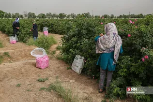  برداشت گل محمدی در قم 