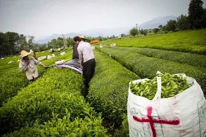 مطالبات چایکاران از سهم دولت پرداخت می&zwnj;شود