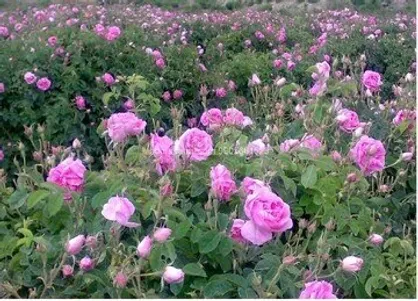 خریداری ۱۴ ميليارد گل&zwnj;محمدی توسط تعاون&zwnj;روستایی گلستان