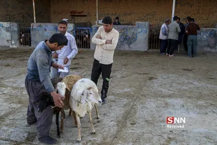 بازار دام