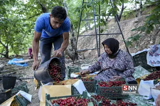 برداشت گیلاس