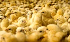 برنامه جدید دولت برای پایان دادن به سریال جوجه‌کُشی