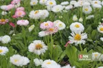 صدای پای بهار
