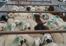 ملکی: اختلاف چندبرابری قیمت دام، کولبران را برای قاچاق وسوسه می‌کند