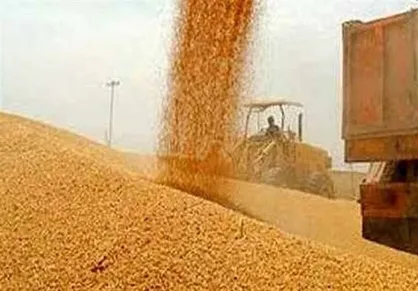 واریز تدریجی ۱۱۰ همت دیگر از مطالبات گندم&zwnj;کاران تا ۲۵ مرداد