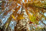 fall