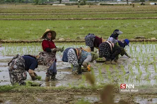 شالی