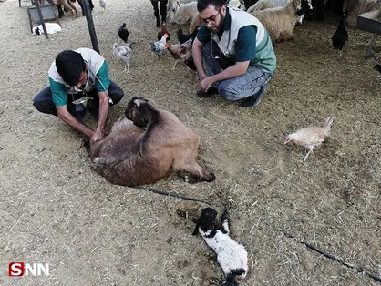 جهادگران دانشگاه آزاد کازرون بیش از ۱۸۰ راس دام را در مناطق محروم درمان کردند