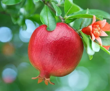پیش&zwnj;بینی برداشت بیش از ۸ هزار تن انار از باغات شهرستان خاتم
