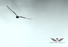 پرداخت بدهی ۳۸ زندانی تهرانی در ماه مبارک رمضان
